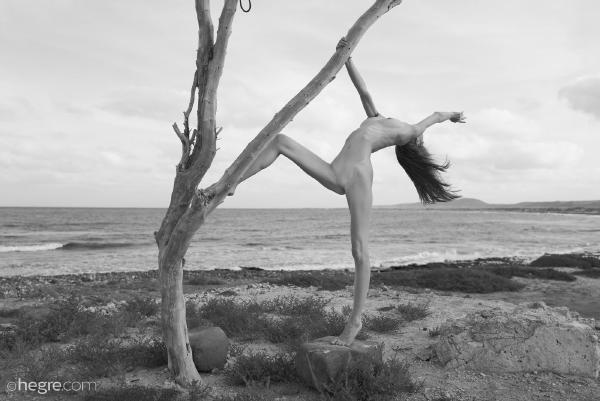 Proserpina Joshua tree #39
